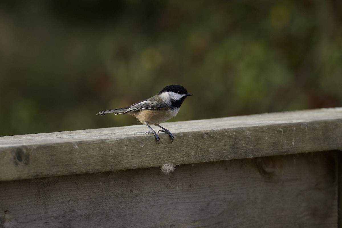 Black-capped Chickadee - ML647497558