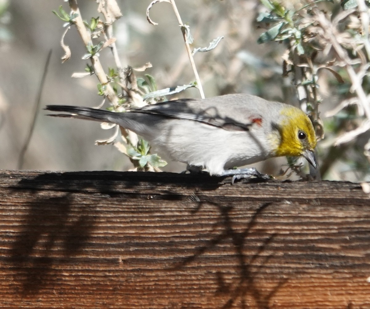 Verdin - ML647497563