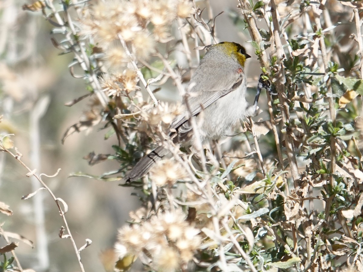 Verdin - ML647497564