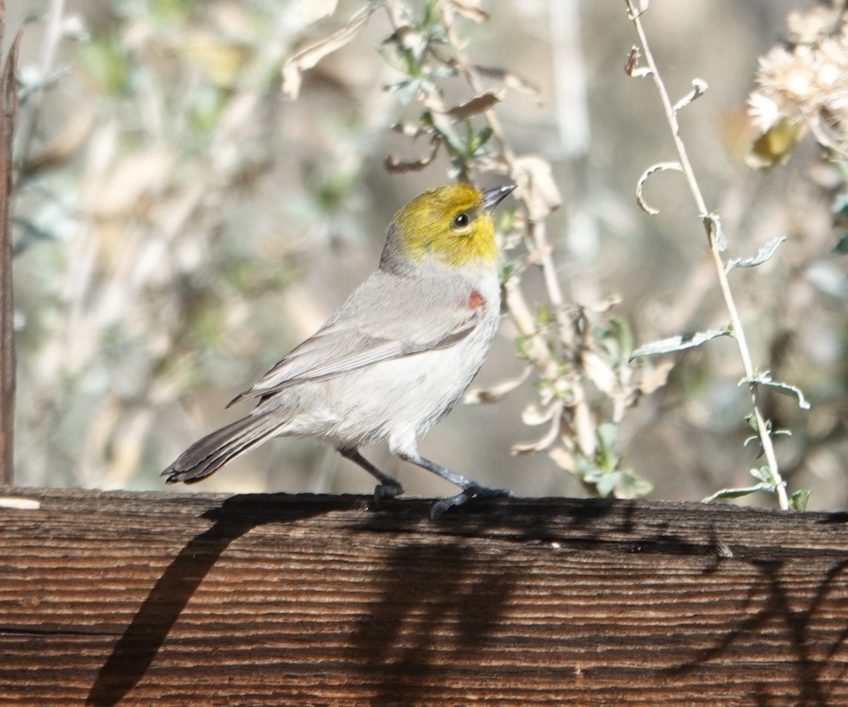 Verdin - ML647497565