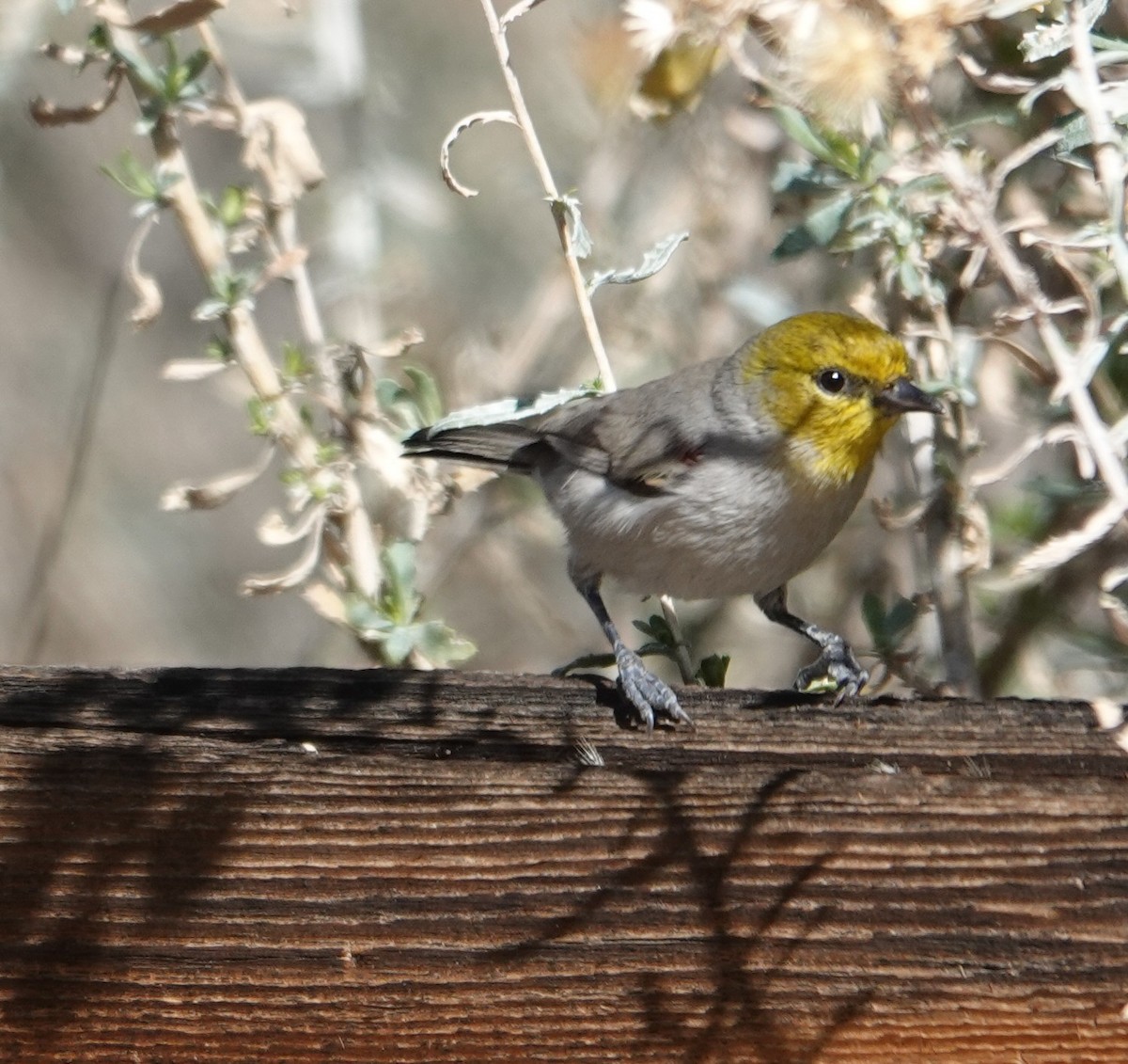 Verdin - ML647497566