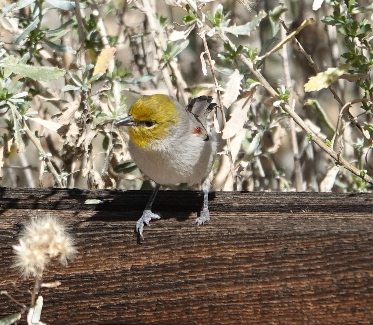 Verdin - ML647497568