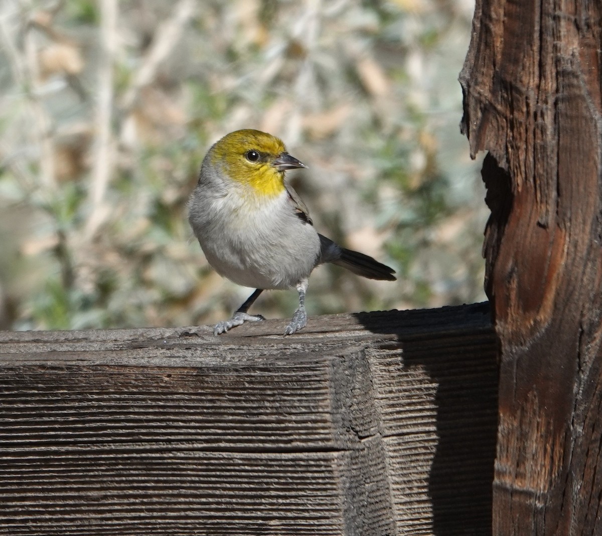 Verdin - ML647497569