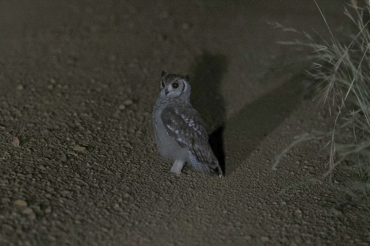 Grayish Eagle-Owl - ML647497572
