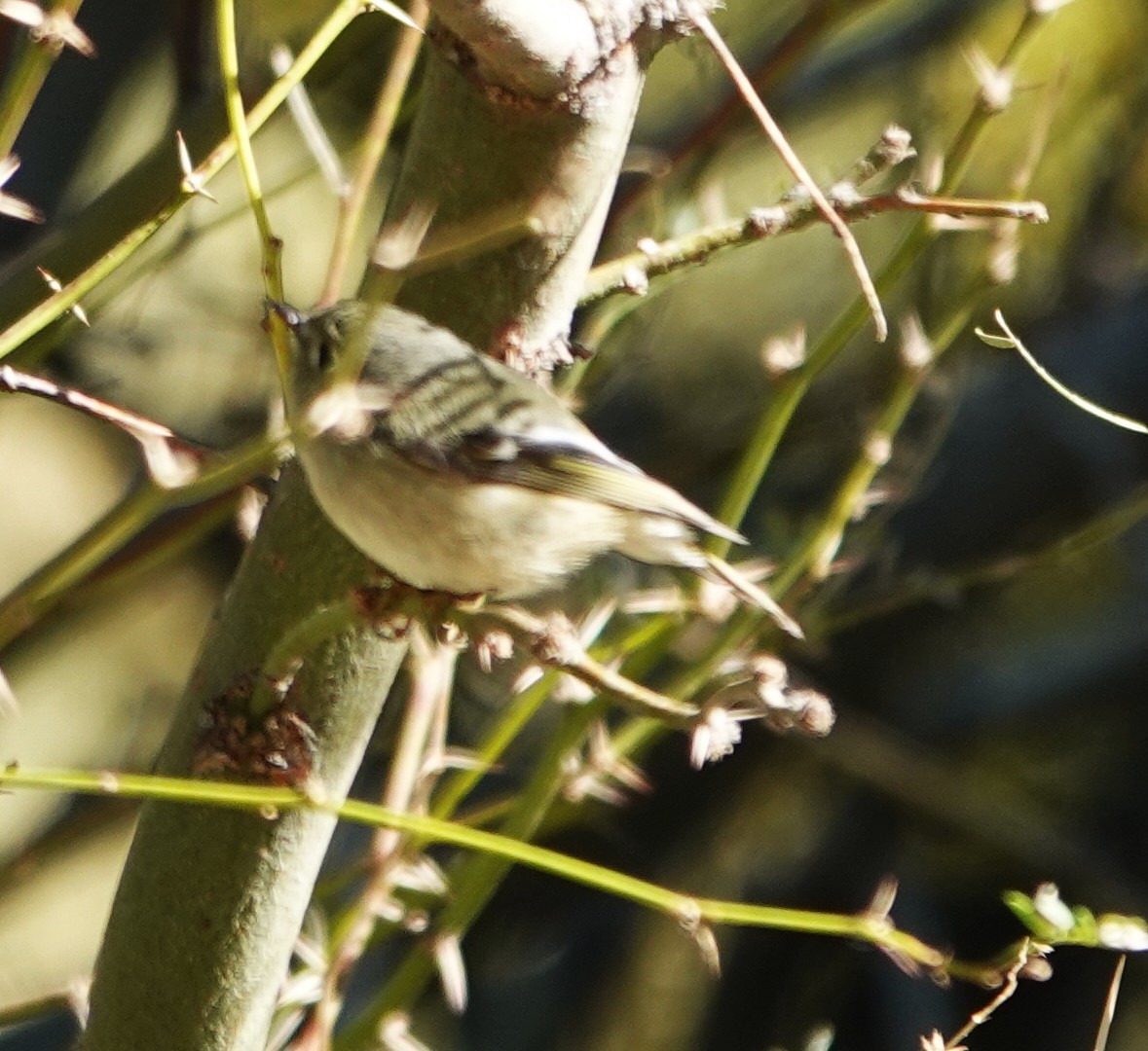Ruby-crowned Kinglet - ML647497573