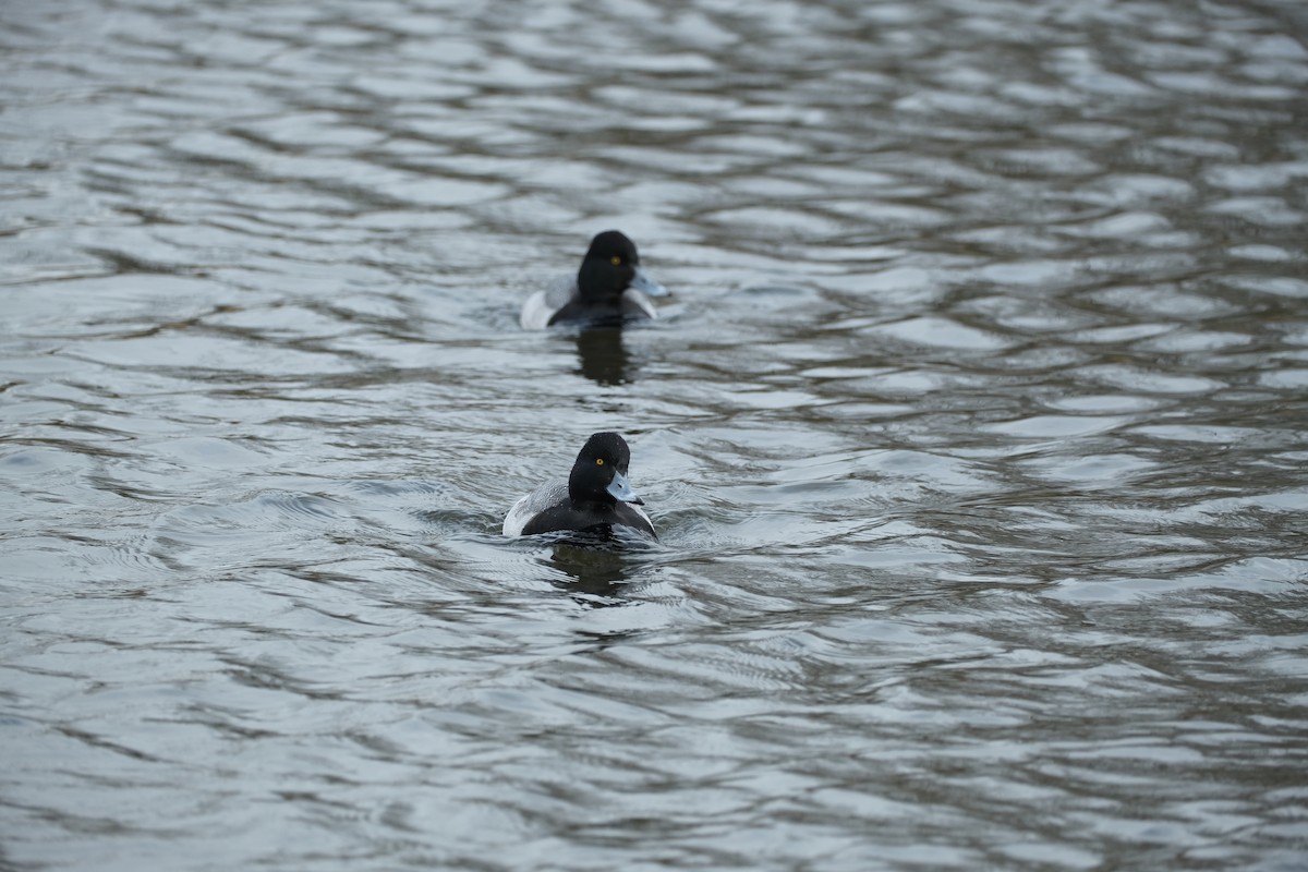 Морская чернеть - ML647497582