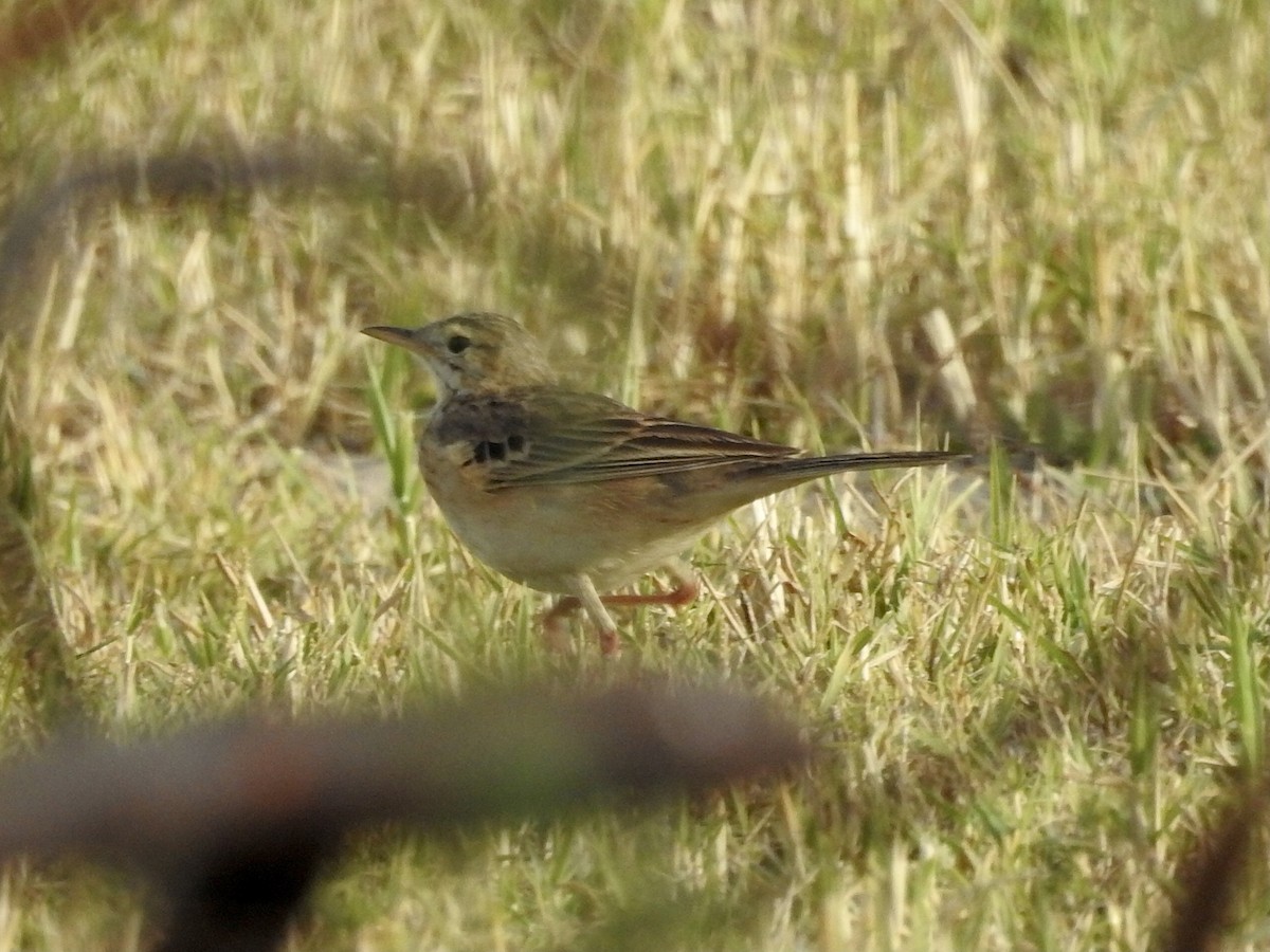 Richard's Pipit - ML647497587