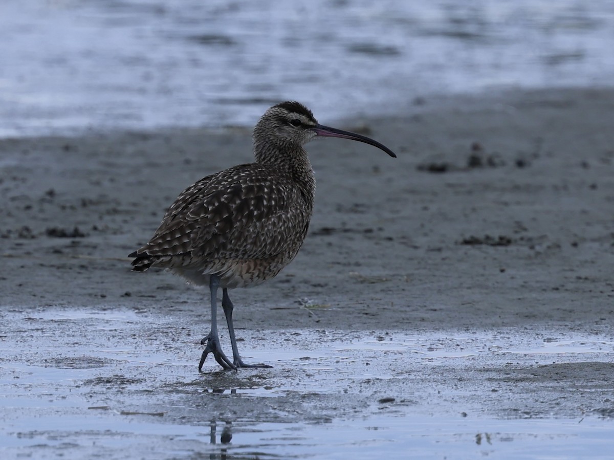 Zarapito Trinador Americano - ML647497592