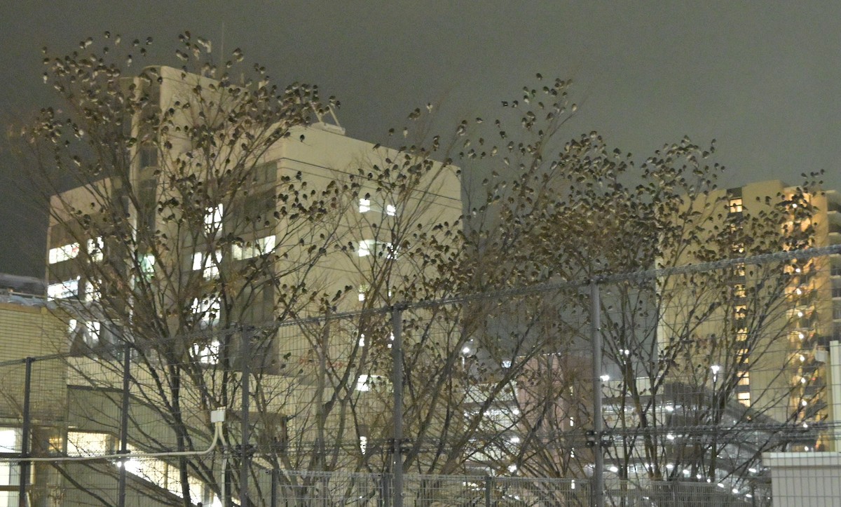 sotstær - ML647497593