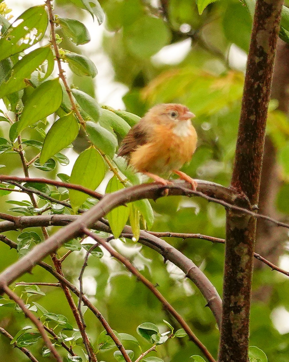 Rotbauch-Tyrannentimalie - ML647497596