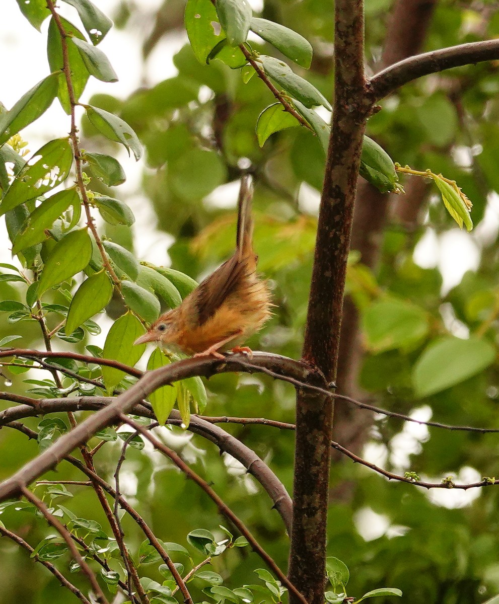 Rotbauch-Tyrannentimalie - ML647497598