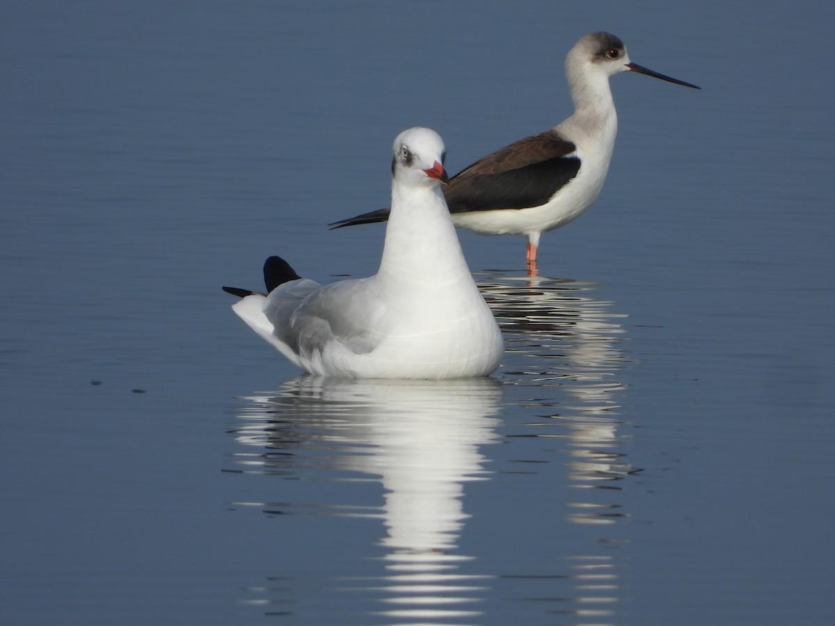 Gaviota Centroasiática - ML647497606