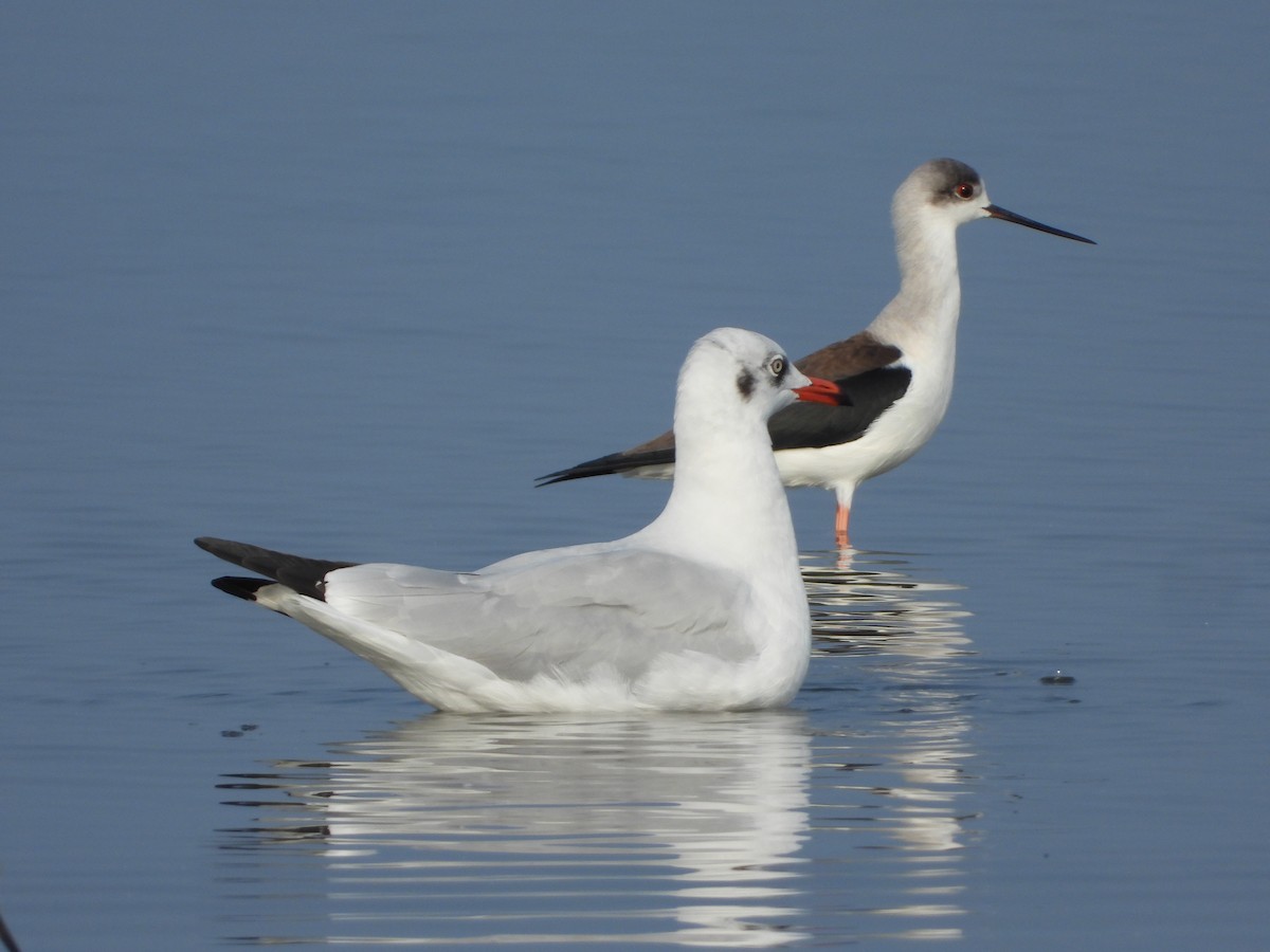 Gaviota Centroasiática - ML647497607