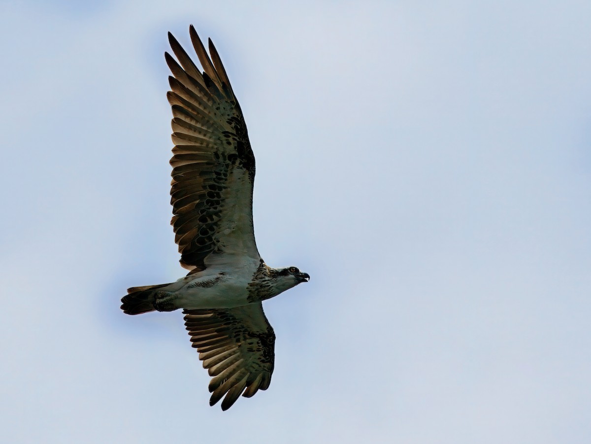 Fischadler - ML647497609