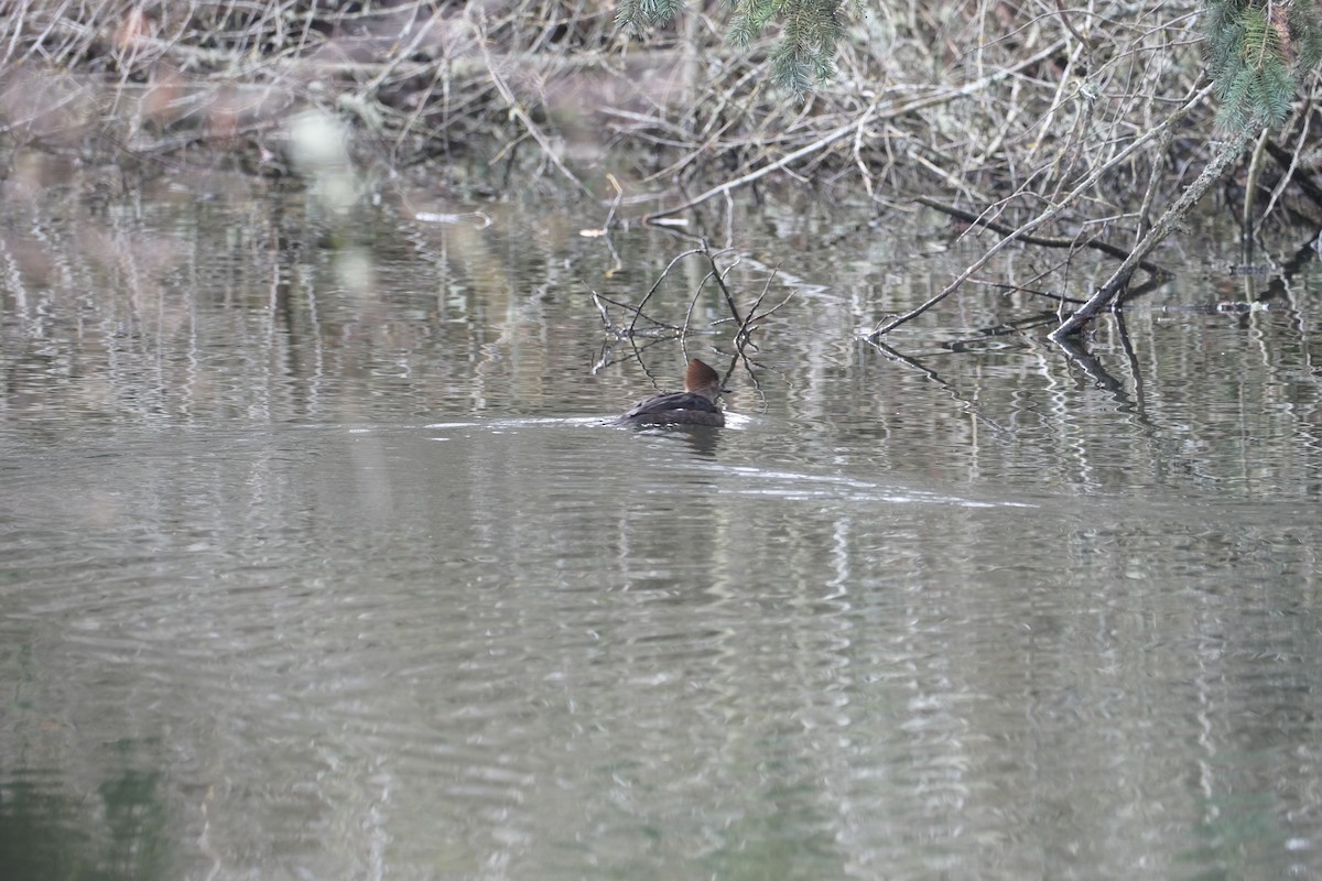 Kappensäger - ML647497611