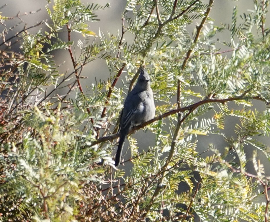 Trauerseidenschnäpper - ML647497612