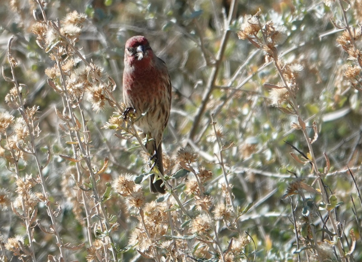 Hausgimpel - ML647497613