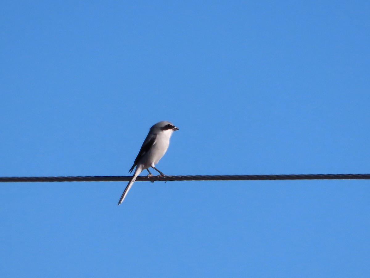 Louisianawürger - ML647497614