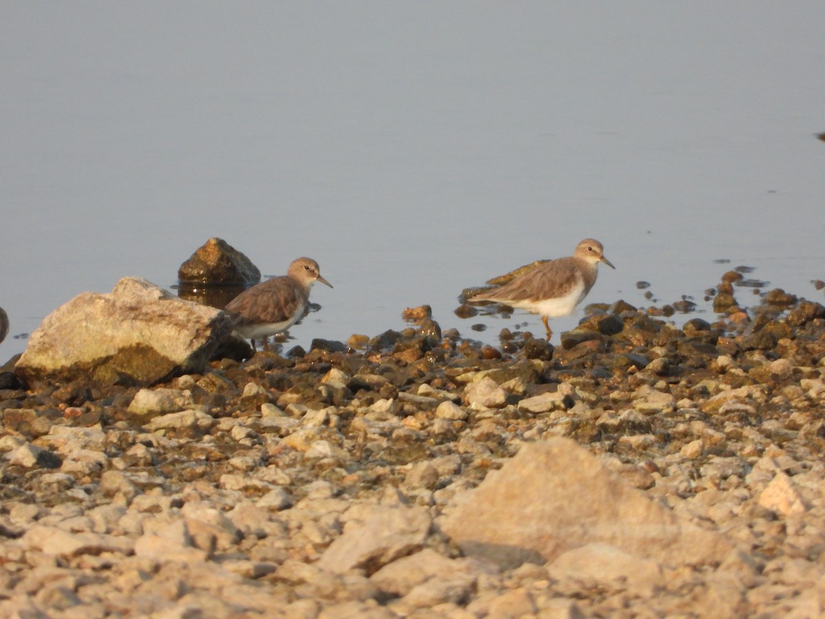 Temminckstrandläufer - ML647497615