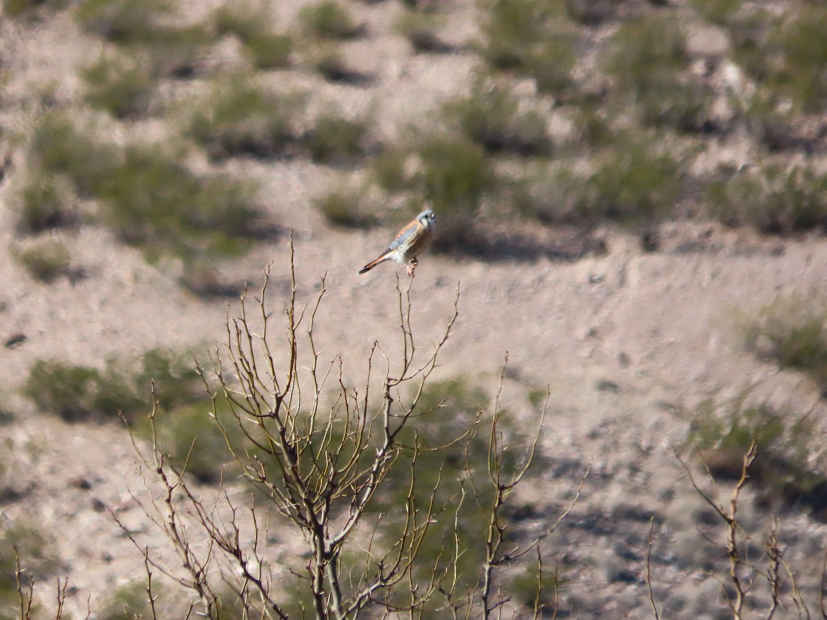 Buntfalke - ML647497616