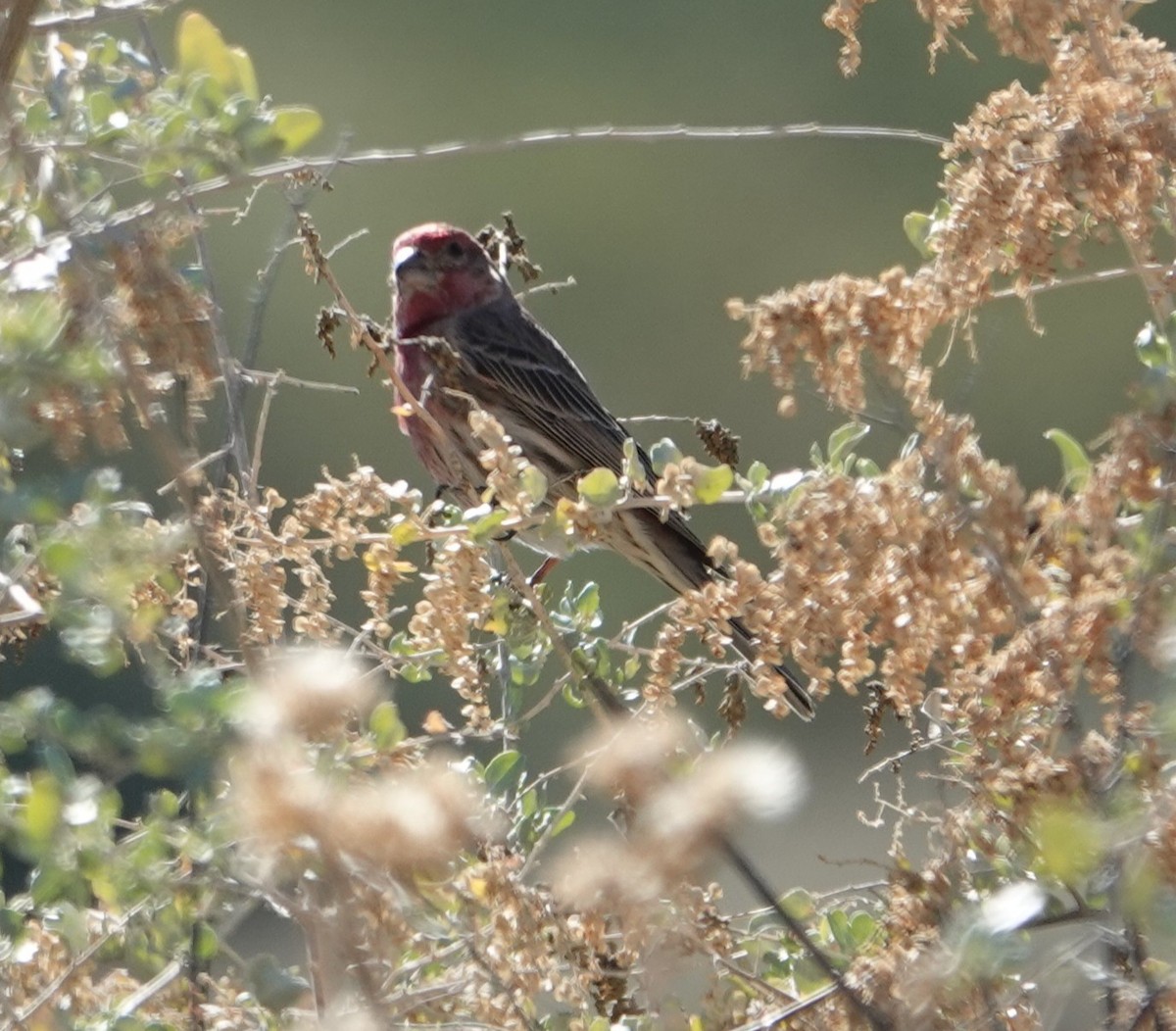 Hausgimpel - ML647497617