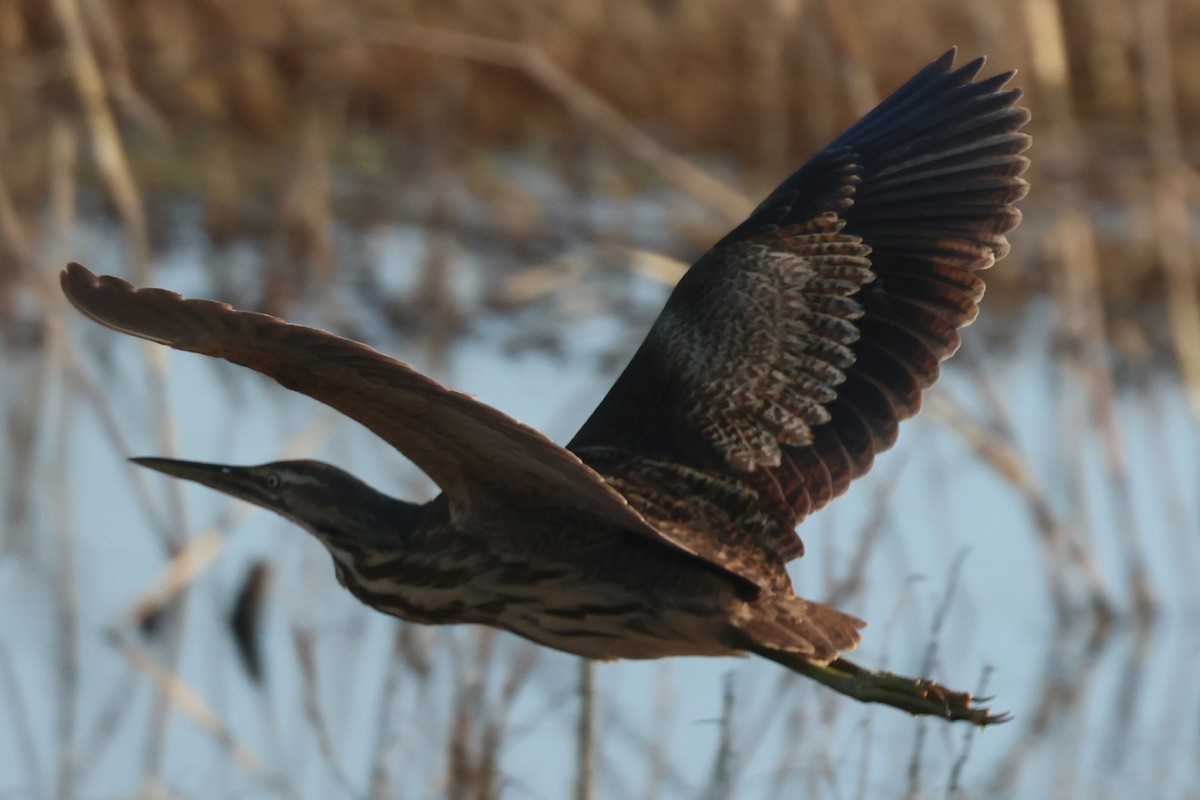 Schwarzbart-Rohrdommel - ML647497618