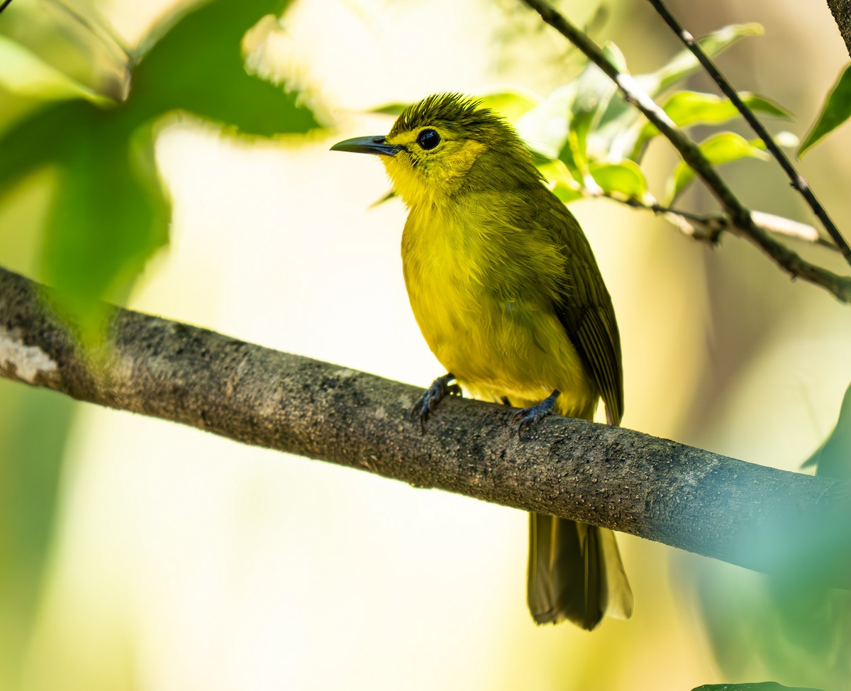 Goldbrauenbülbül - ML647497619