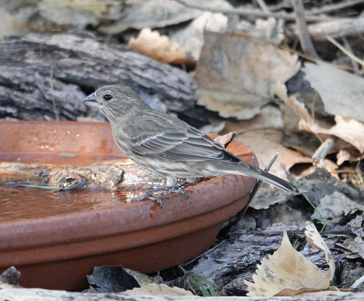 Hausgimpel - ML647497620