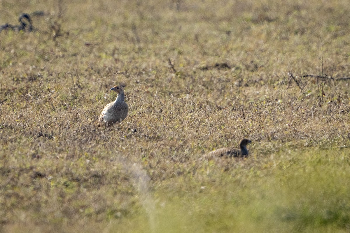 Wachtelfrankolin - ML647497621