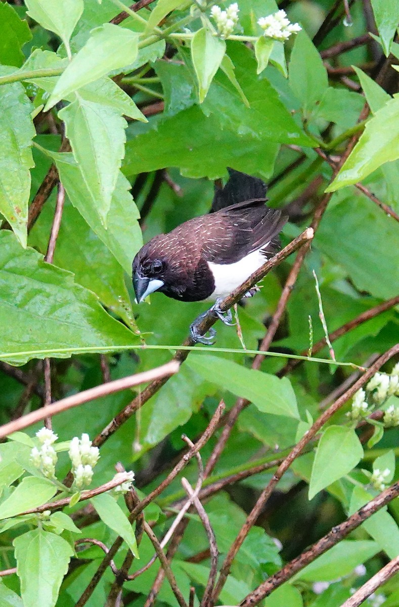 Spitzschwanz-Bronzemännchen - ML647497622