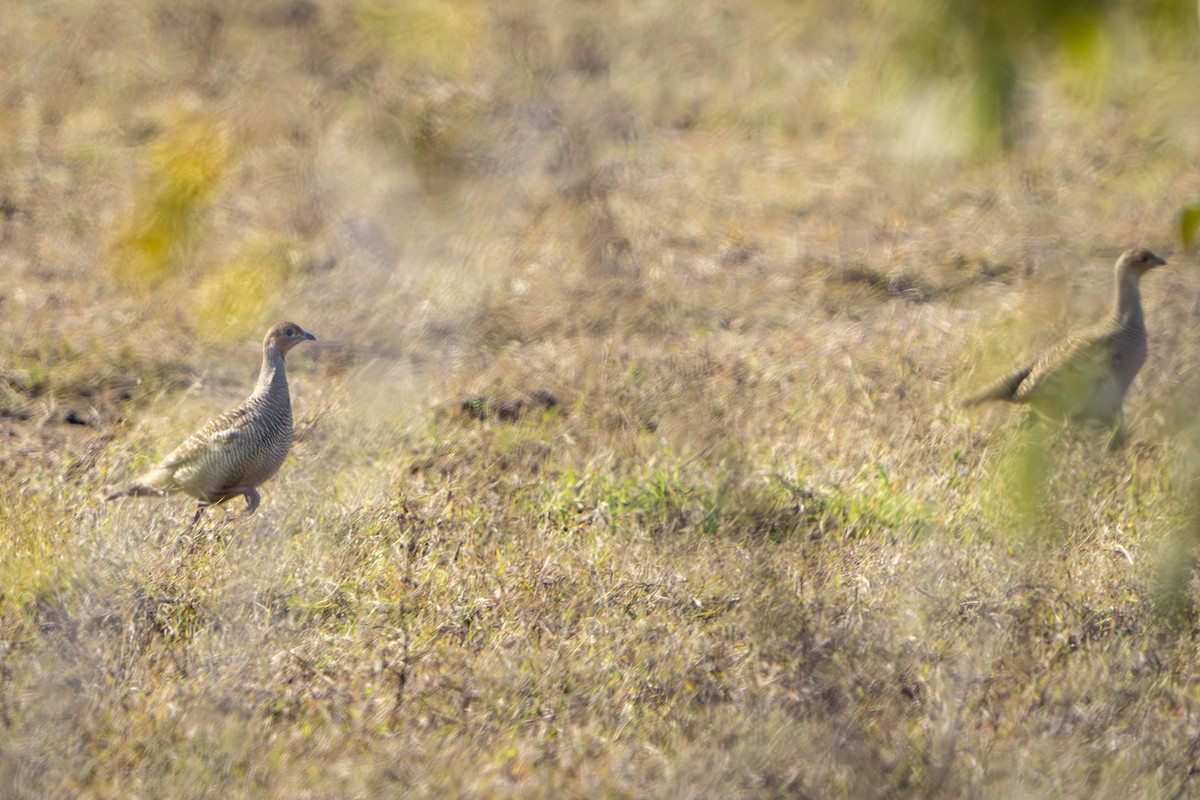 Wachtelfrankolin - ML647497623