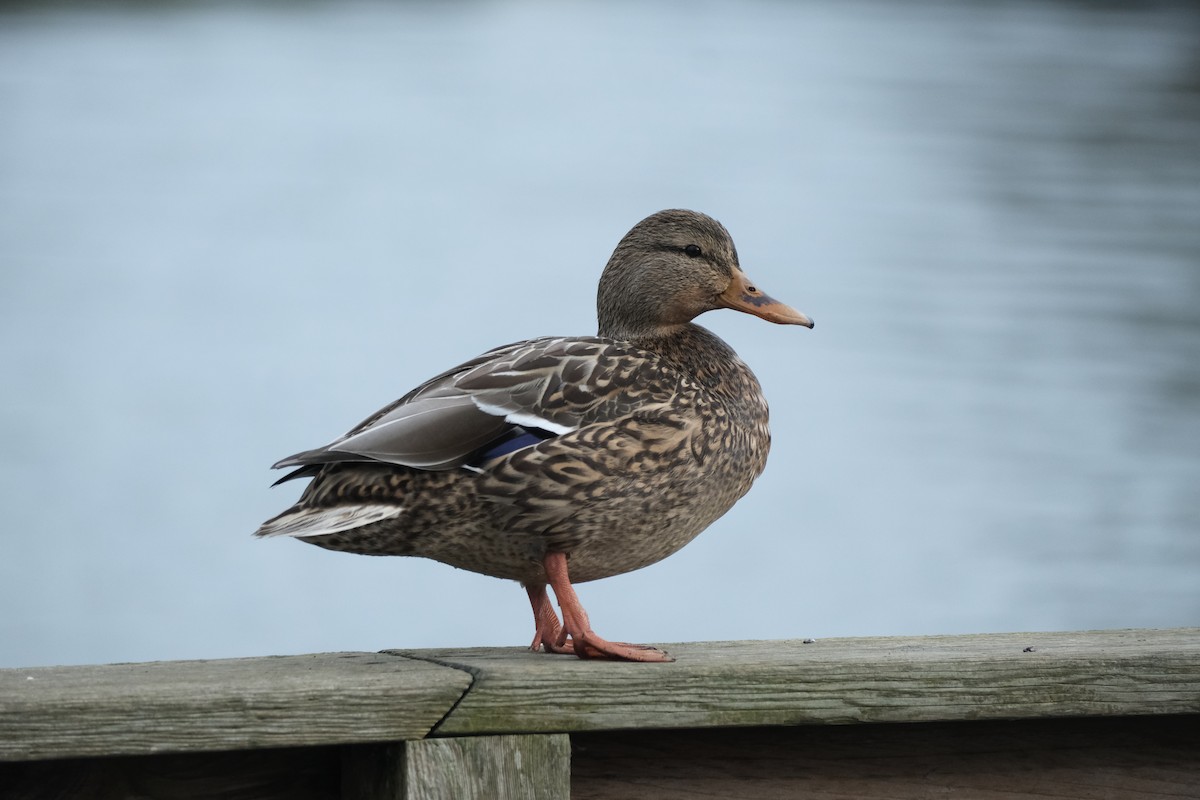 Stockente - ML647497625