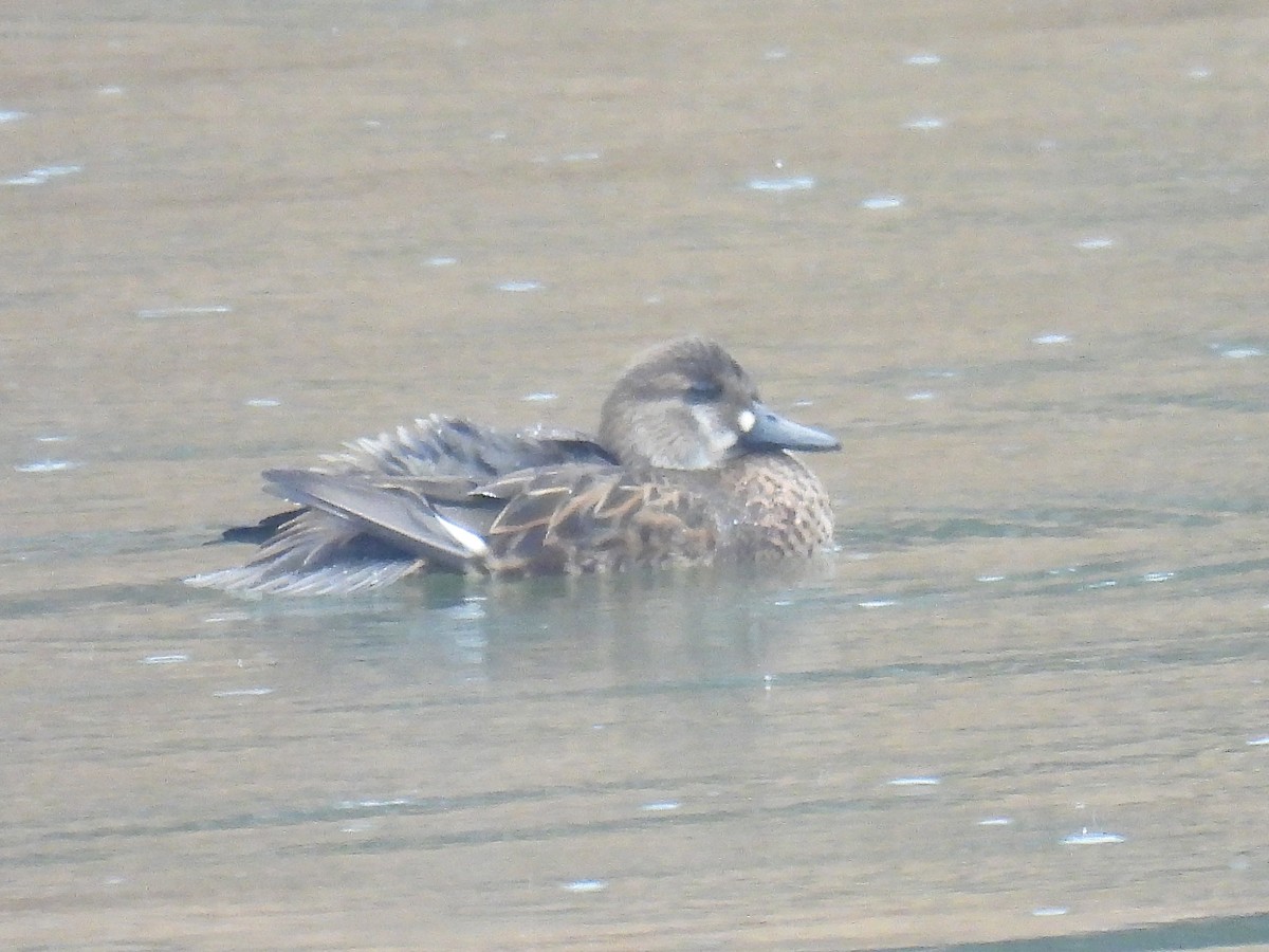 gulkinnand - ML647497626