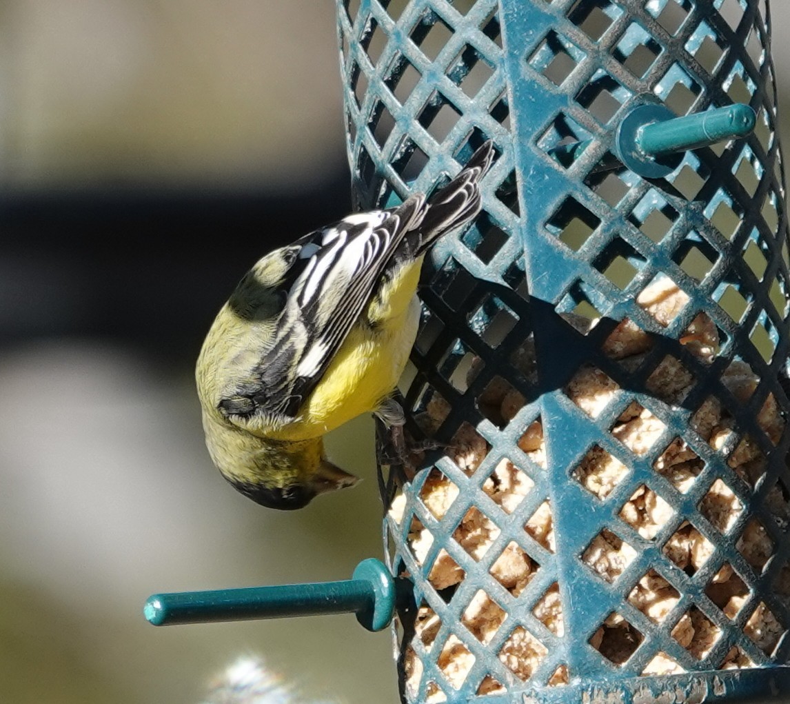 Mexikozeisig - ML647497627