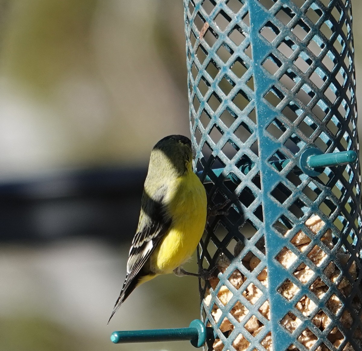 Mexikozeisig - ML647497628