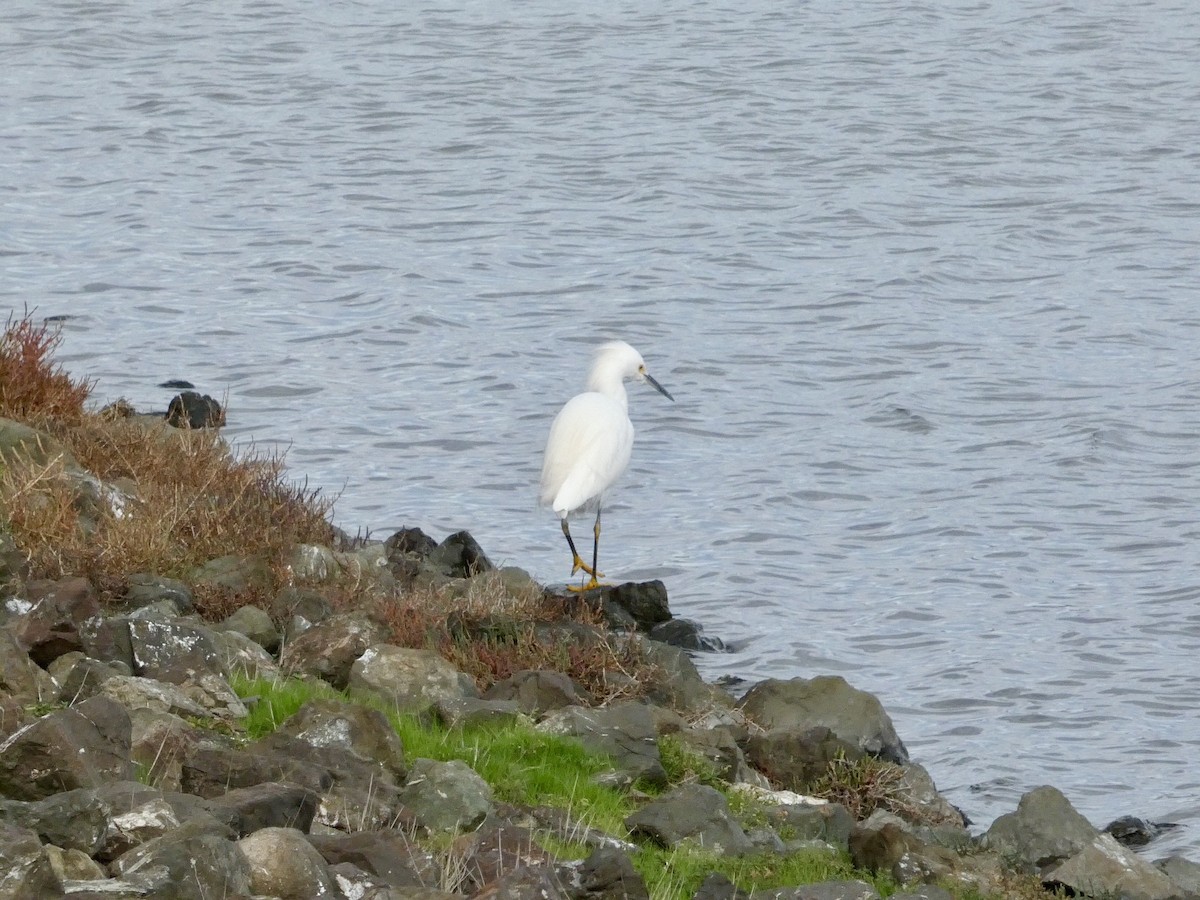 Schmuckreiher - ML647497629