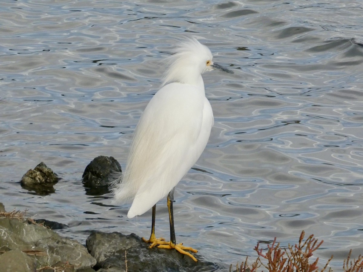 Schmuckreiher - ML647497630