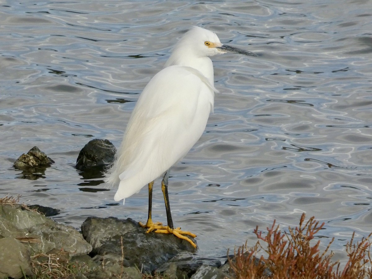 Schmuckreiher - ML647497631