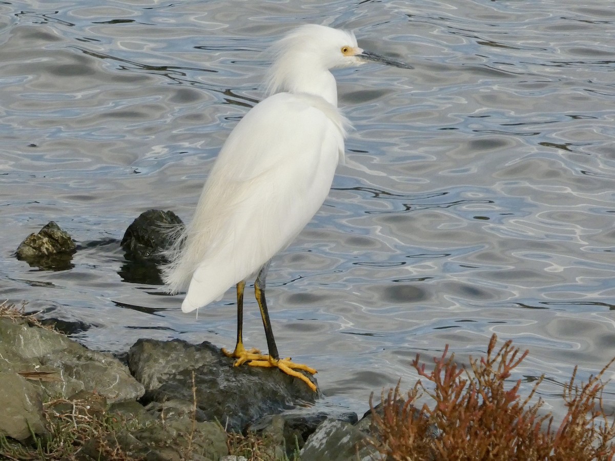 Schmuckreiher - ML647497632