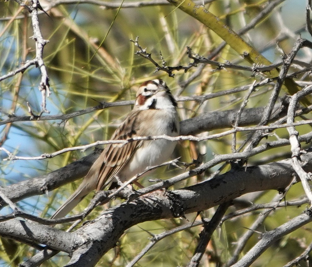 Rainammer - ML647497633