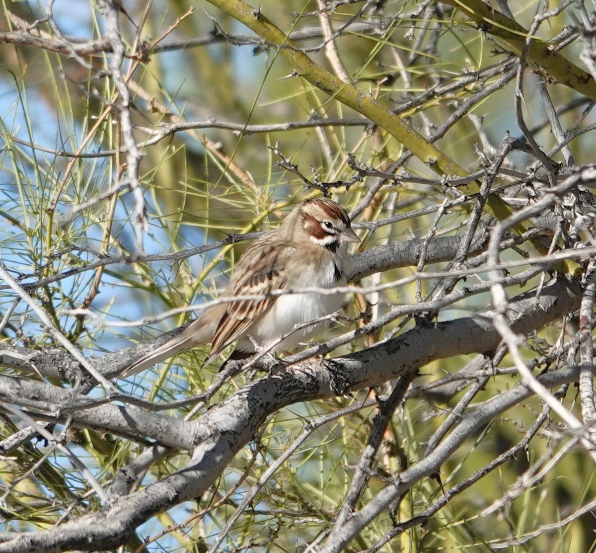 Rainammer - ML647497634
