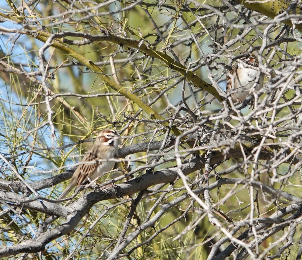 Rainammer - ML647497635