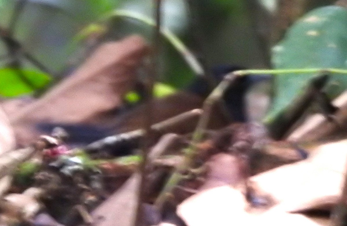 Lappenguan - ML647497636