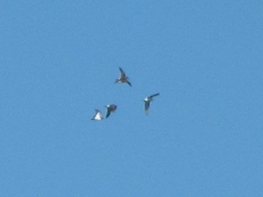 Wiesenstrandläufer - ML647497637