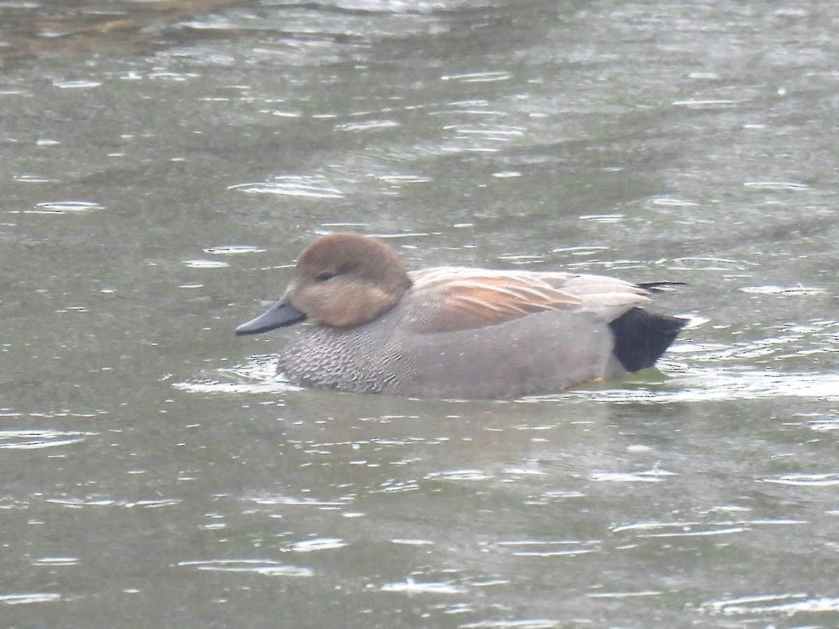 snadderand - ML647497638