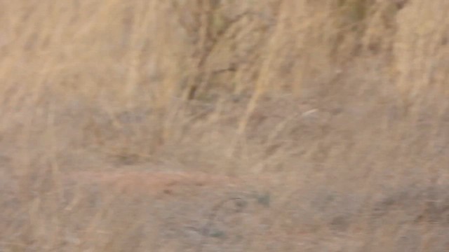 křepel šupinkatý - ML647497665