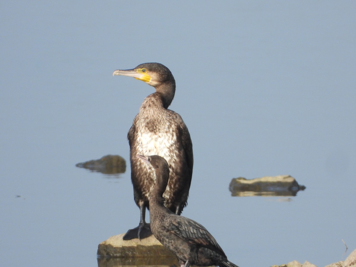 kormorán velký - ML647497666