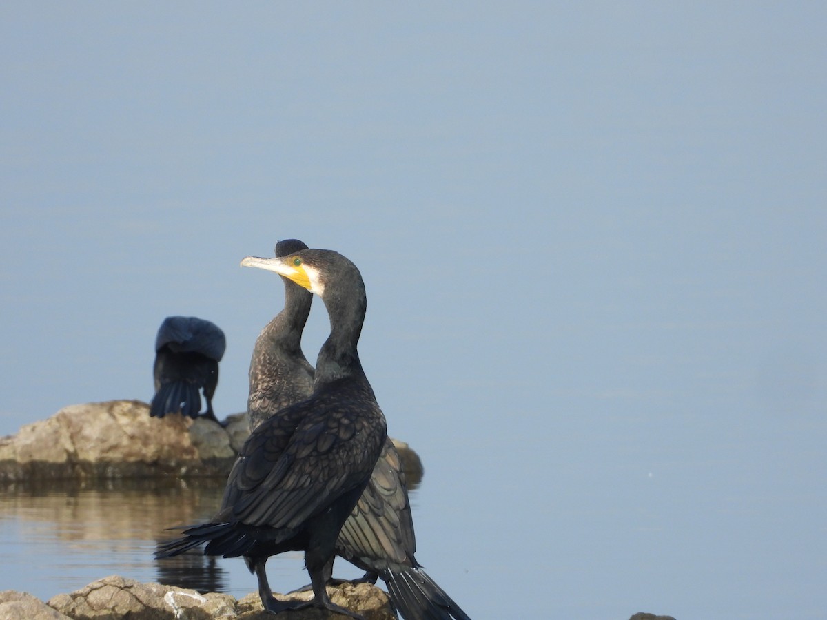 kormorán velký - ML647497667