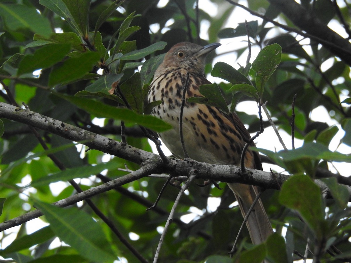 Brown Thrasher - ML647497671