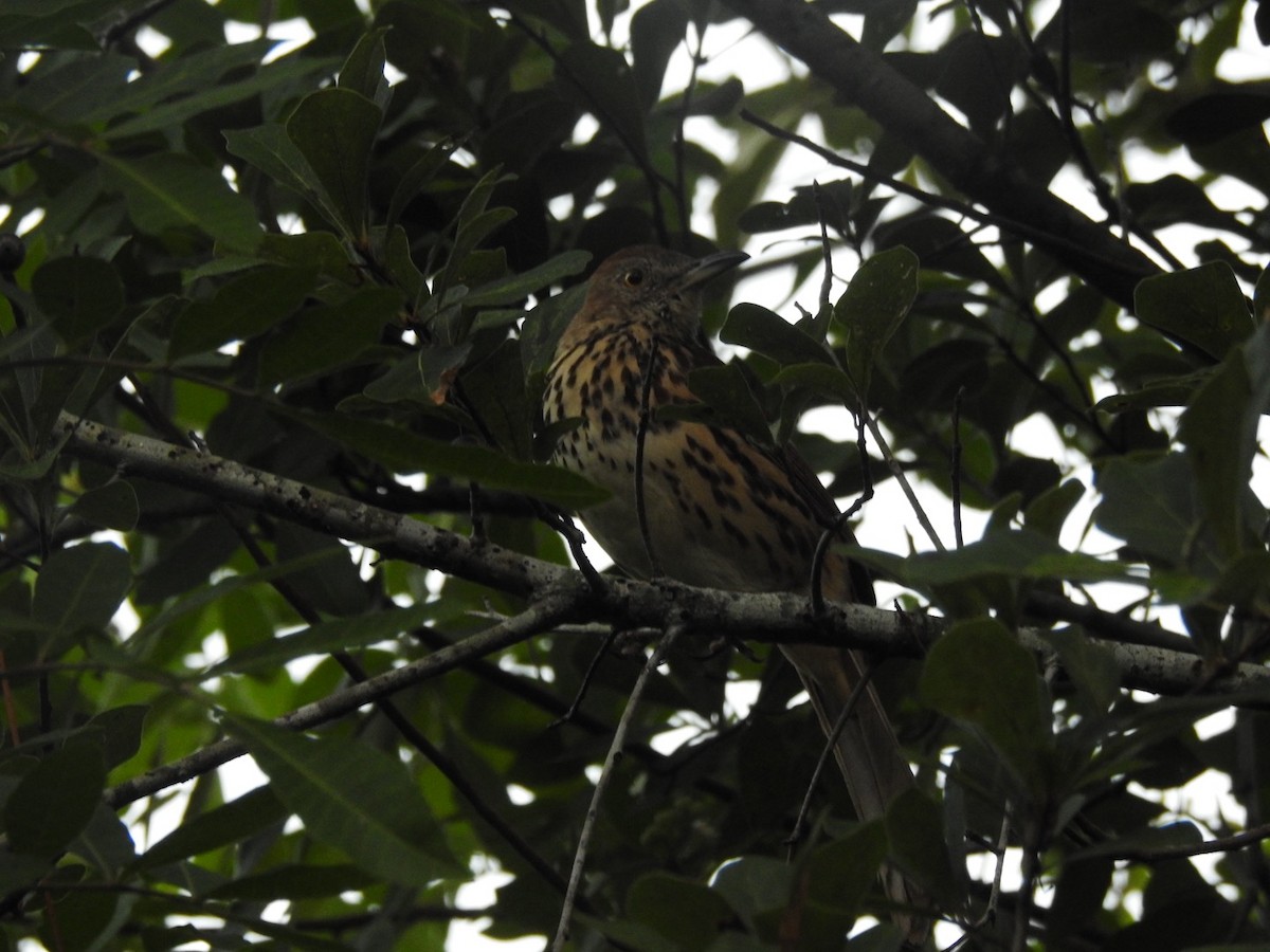 Brown Thrasher - ML647497674